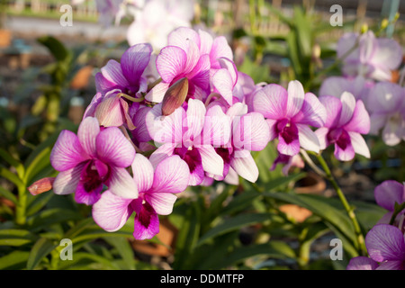 Schöne lila Orchidee, ein Bouquet von lila Orchideen im Garten Stockfoto