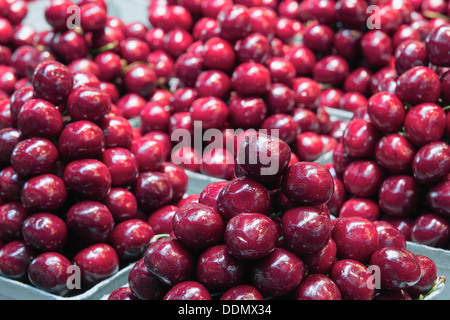 Rote süße wilde Kirschenfrucht in Boxen an Bauern Markt Closeup Stockfoto