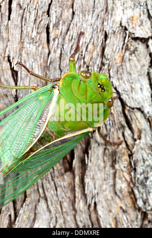 Eine native Australian "grüne Lebensmittelhändler" Zikade klammerte sich an Baumrinde. Stockfoto