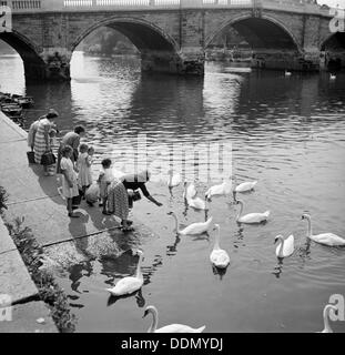 Füttern Schwäne neben Richmond Bridge, London, c1945-c1965. Künstler: SW Rawlings Stockfoto