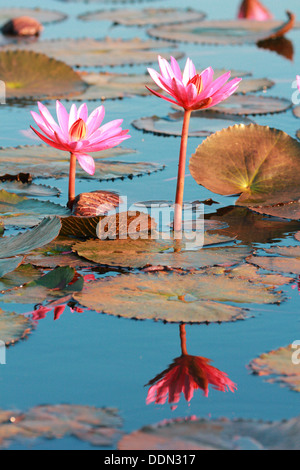 Seerose Reflexion im pool Stockfoto