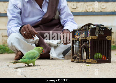 Indische Straße Astrologe / Wahrsagerin mit Papagei. Andhra Pradesh, Indien Stockfoto