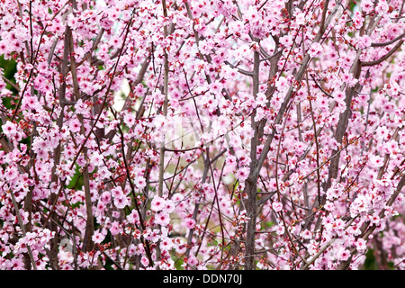 Weiche rosa Pflaumenblüten in voller Blüte in mitten im Winter. Stockfoto