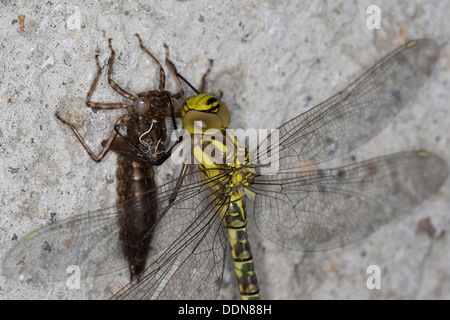 blau-grünes Darner, südlichen Aeshna, südlichen Hawker, Blaugrüne Mosaikjungfer Aeshna Cyanea, Aeschna Cyanea, Schlupf, Exuvie Stockfoto