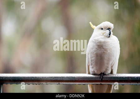 Australische Schwefel crested Cockatoo sitzen im Regen Stockfoto