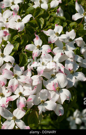 Japanischer Hartriegel, Japanischer Blumen-Hartriegel, Blumenhartriegel Blütenhartriegel Cornus Kousa, Japanischer Blüten-Hartriegel Stockfoto