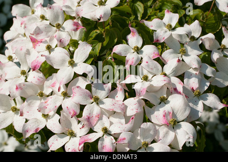 Japanischer Hartriegel, Japanischer Blumen-Hartriegel, Blumenhartriegel Blütenhartriegel Cornus Kousa, Japanischer Blüten-Hartriegel Stockfoto