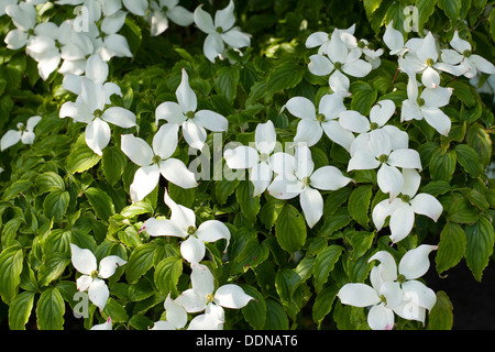 Japanischer Hartriegel, Japanischer Blumen-Hartriegel, Blumenhartriegel Blütenhartriegel Cornus Kousa, Japanischer Blüten-Hartriegel Stockfoto