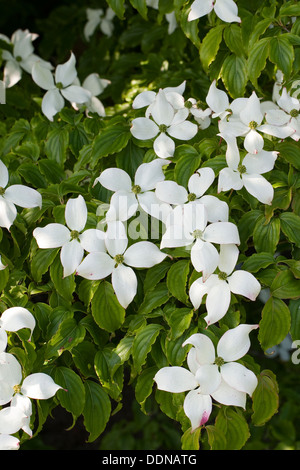 Japanischer Hartriegel, Japanischer Blumen-Hartriegel, Blumenhartriegel Blütenhartriegel Cornus Kousa, Japanischer Blüten-Hartriegel Stockfoto