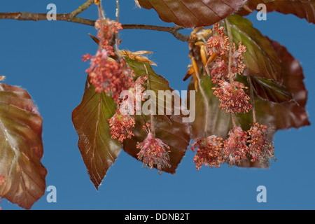 EU-Buche, Blutbuche, Purpurbuche, Rotbuche, Buche, Blüten, Fagus Sylvatica F. Purpurea, Fagus Sylvatica F. Atro-Saftling Stockfoto