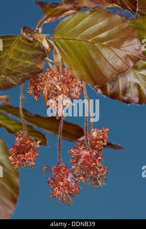 EU-Buche, Blutbuche, Purpurbuche, Rotbuche, Buche, Blüten, Fagus Sylvatica F. Purpurea, Fagus Sylvatica F. Atro-Saftling Stockfoto