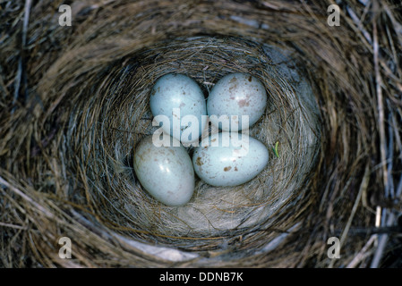 Hänfling, Nest, Ei, Eiern, Blut-Hänfling, Bluthänfling, Hänfling, Nest, Gelege, Ei, Eier, Zuchtjahr Cannabina, Acanthis Cannabina Stockfoto