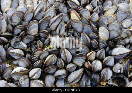 eine Kolonie von Meer Muscheln Stockfoto