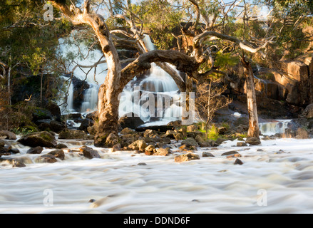 Schöne Nigretta Falls Wasserfall in westlichen Victoria, Australien mit high-Flow während der Winterzeit im Zeitraffer Stockfoto