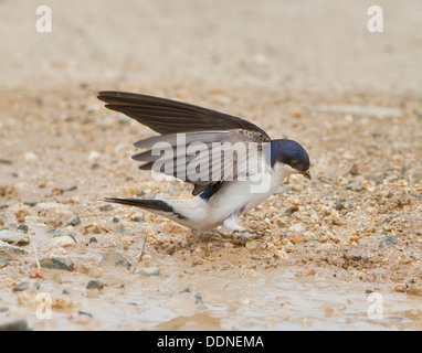 Haus Martingal sammeln Schlamm für nest Stockfoto