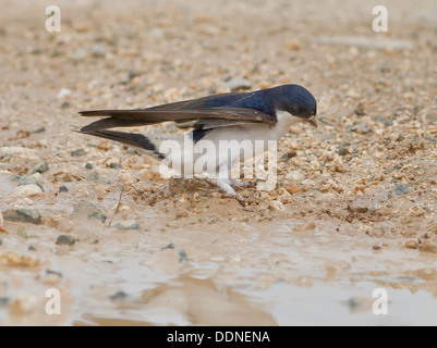 Haus Martingal sammeln Schlamm für nest Stockfoto