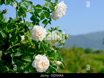 Die berühmte rose Felder im thrakischen Tal in der Nähe von Kasanlak Bulgarien Stockfoto