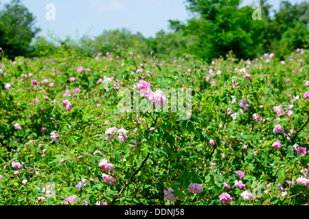 Die berühmte rose Felder im thrakischen Tal in der Nähe von Kasanlak Bulgarien Stockfoto