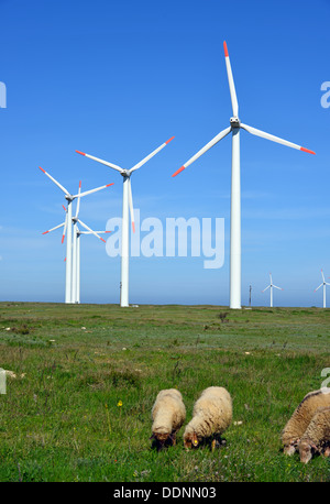 Schafe und Böcke im Feld gegen Windräder Stockfoto