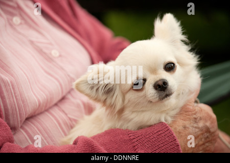 Chihuahua auf Besitzer Schoß Stockfoto