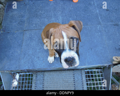 eine süße weibliche Boxer-Welpe auf Boden sitzen und betrachten Sie mit unschuldigen großen Augen Stockfoto