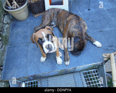 zwei Boxer Hunde liegen eins sitzen Stockfoto