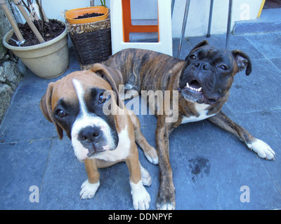 zwei Boxer Hunde liegen eins sitzen Stockfoto