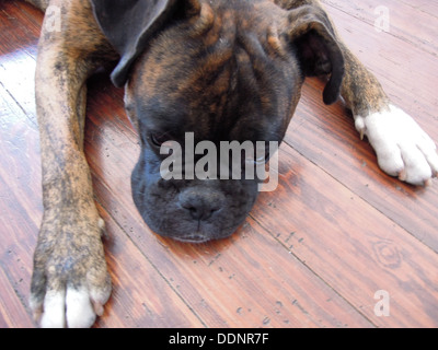 Schuss in den Kopf eines niedlichen Boxer Hund auf dem Boden liegend Stockfoto