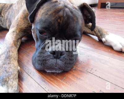 Schuss in den Kopf eines niedlichen Boxer Hund auf dem Boden liegend Stockfoto