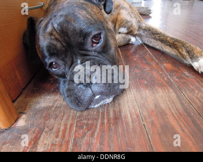 Schuss in den Kopf eines niedlichen Boxer Hund auf dem Boden liegend Stockfoto