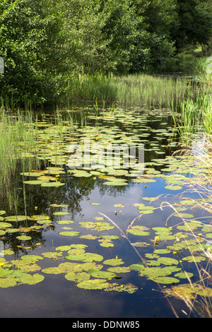 Die ruhigen Montgomery Kanal, Powys, Wales, UK Stockfoto