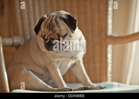 Mops Hund sitzt auf einem Stuhl Zuckerrohr Stockfoto