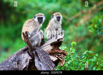 Vervet Affen (Chlorocebus Pygerythrus) im Busch in Lake Manyara National Park, Tansania, Afrika Stockfoto