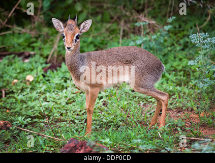 Ein Dik, eine kleine Antilope in Afrika. Lake Manyara Nationalpark, Tansania Stockfoto