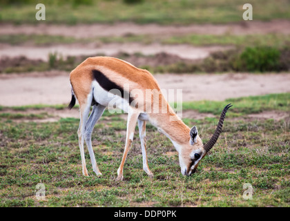 Thomson es Gazelle in der Serengeti, Tansania, Afrika Stockfoto