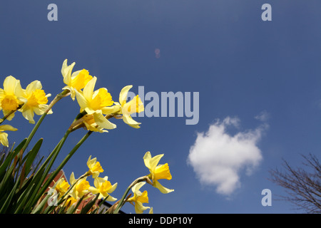 Narzissen blauen Himmel und flauschige weiße Wolke, Frühjahr, Frühling, Suffolk, UK Stockfoto