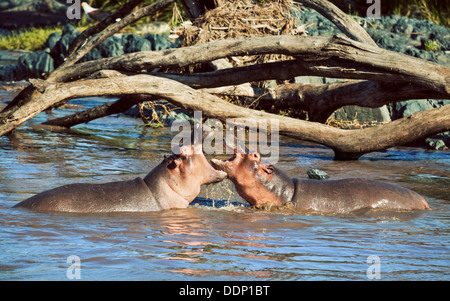 Nilpferd, Nilpferd, die Kämpfe im Fluss. Safari im Serengeti Nationalpark, Tansania, Afrika Stockfoto