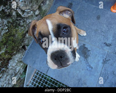 eine süße weibliche Boxer-Welpe auf Boden sitzen und betrachten Sie mit unschuldigen großen Augen Stockfoto