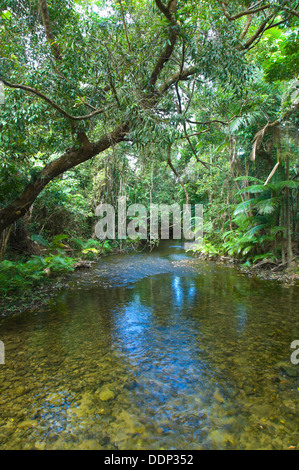 Daintree Nationalpark Nord-Queensland-Australien Stockfoto