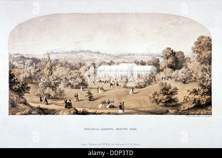 Blick auf den Botanischen Garten im Regents Park, Marylebone, London, 1851. Künstler: Anon Stockfoto