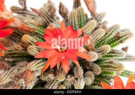 große rote Kaktusblüte auf weißem Hintergrund Stockfoto