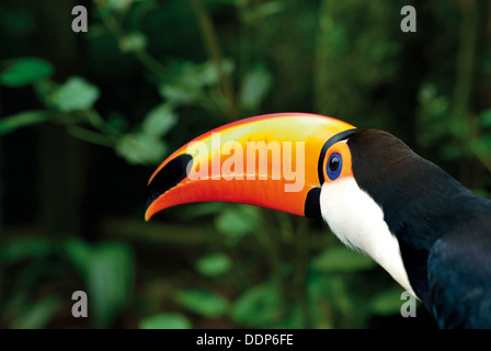 Brasilien, Foz do Iguaçu: seitliche Sicht auf ein Tukan (Ramphastos Toco) im Nationalpark Iguaçu Stockfoto