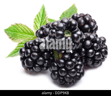 Brombeeren isoliert auf weißem Hintergrund. Stockfoto