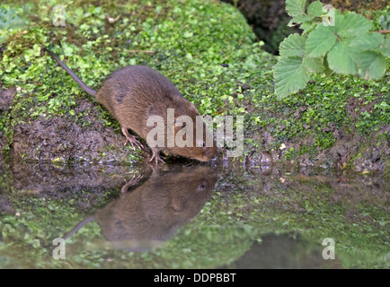 Schermaus - Arvicola Terrestris neben einem Bach. UK Stockfoto