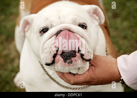 Bulldog Portrait mit Hand & Zunge lecken Nase Stockfoto
