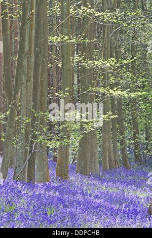 Glockenblumen in Holz in der Nähe von Henley in Arden, Warwickshire, England, UK Stockfoto