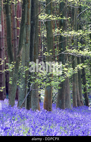 Glockenblumen in Holz in der Nähe von Henley in Arden, Warwickshire, England, UK Stockfoto