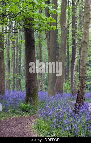 Glockenblumen in Holz in der Nähe von Henley in Arden, Warwickshire, England, UK Stockfoto