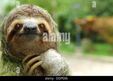 Nahaufnahme von einem Dreifingerfaultier, Costa Rica Stockfoto