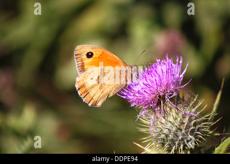 Gatekeeper Schmetterling auf Distel. Stockfoto